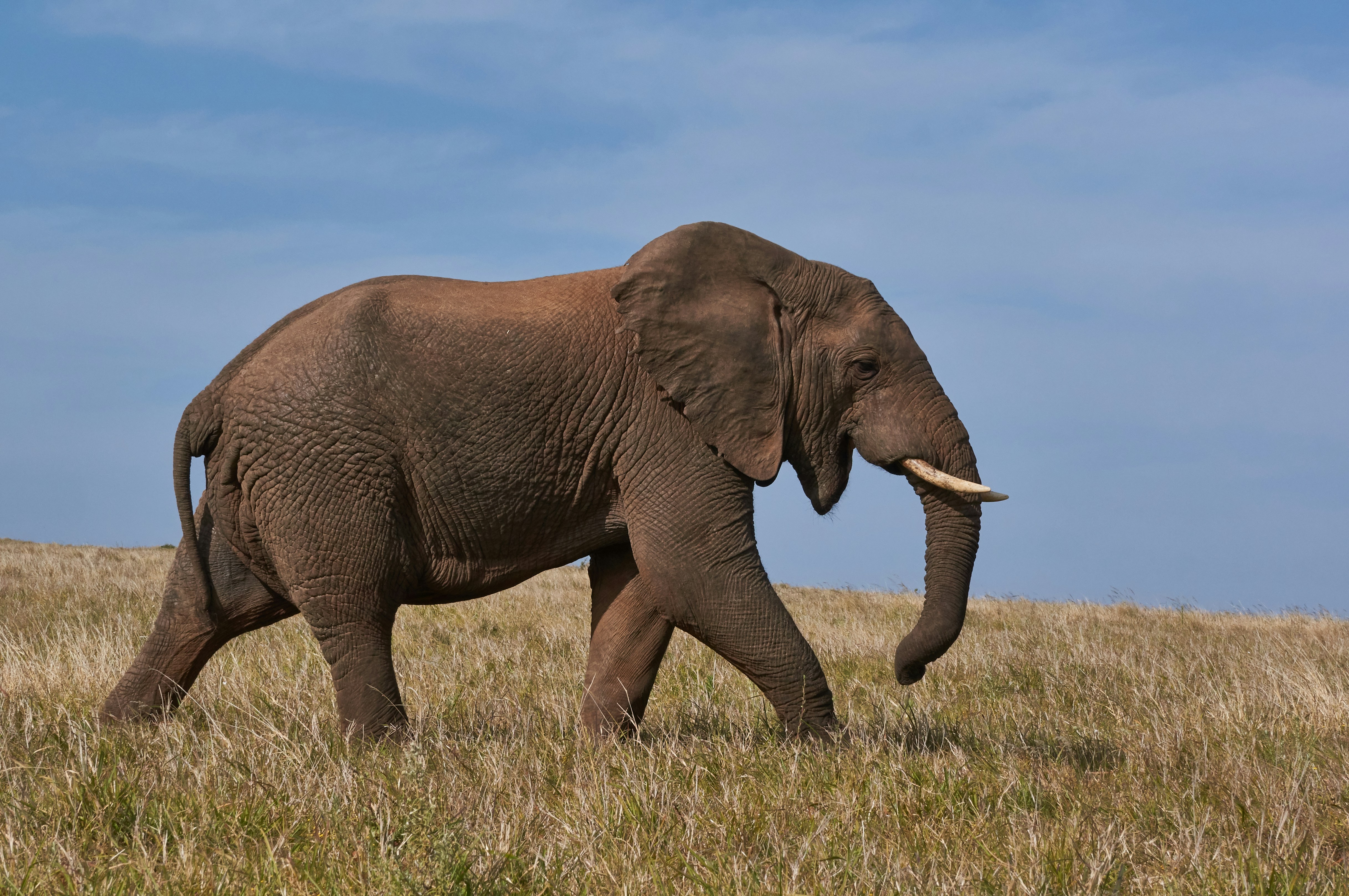 An elephant.